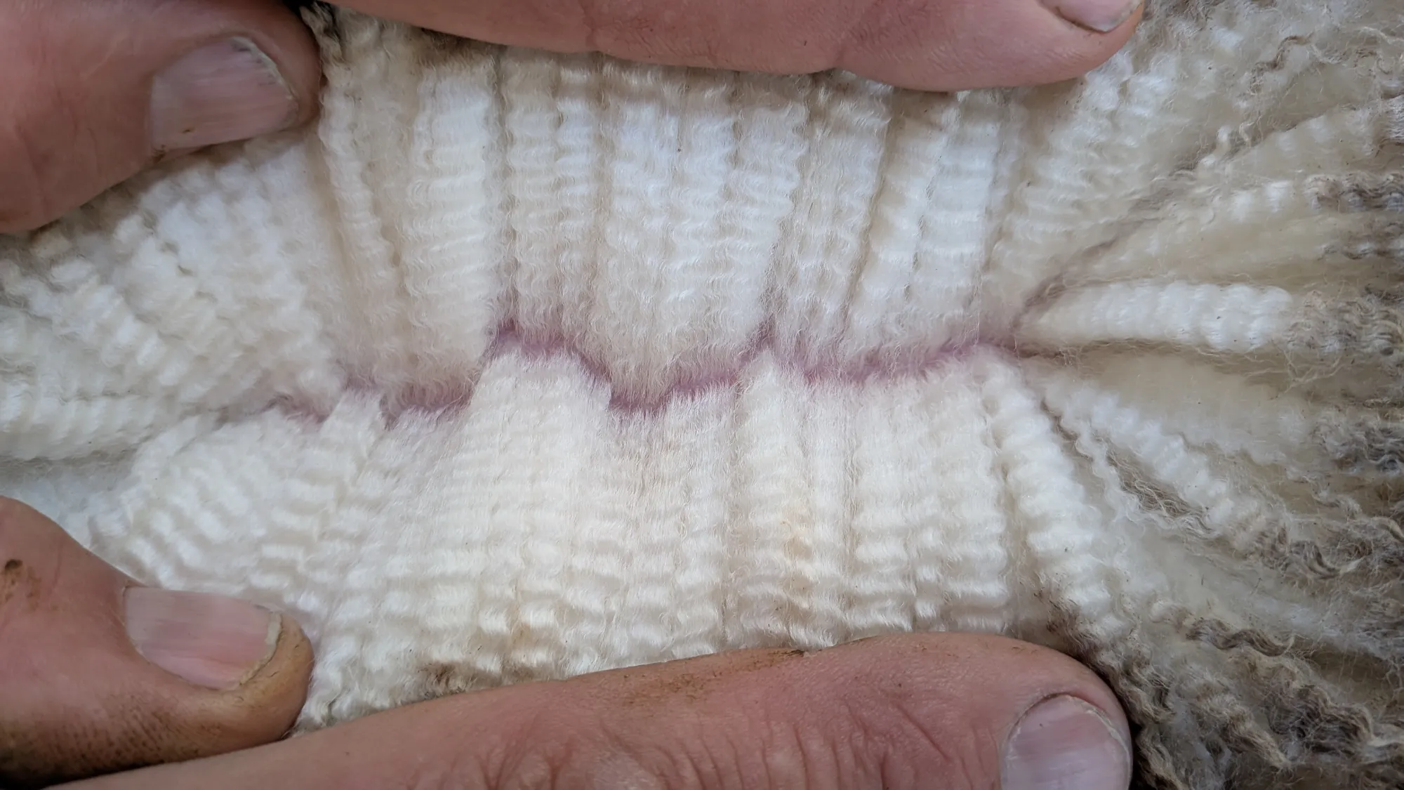 Mumblebone Lot 241, 2026 Ram Sale Merino ram