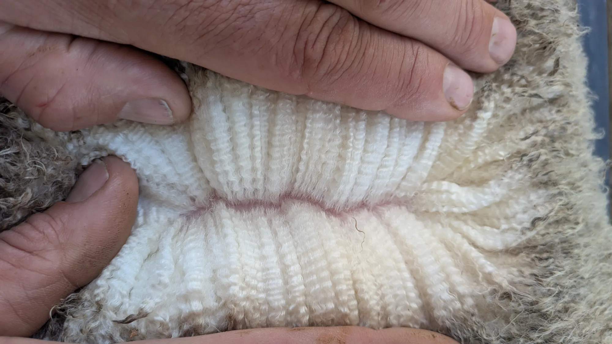Mumblebone Lot 295, 2026 Ram Sale Merino ram