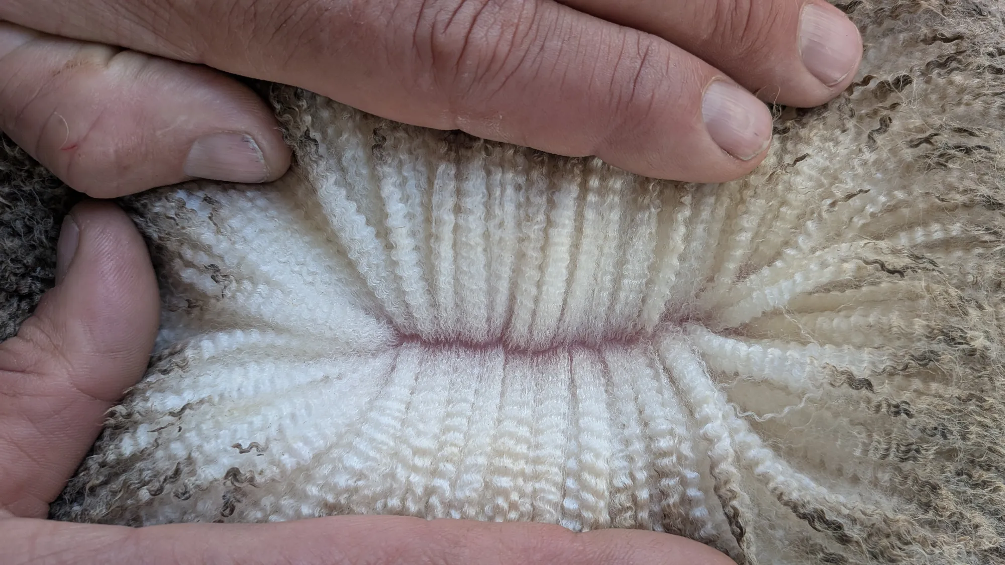 Mumblebone Lot 168, 2026 Ram Sale Merino ram