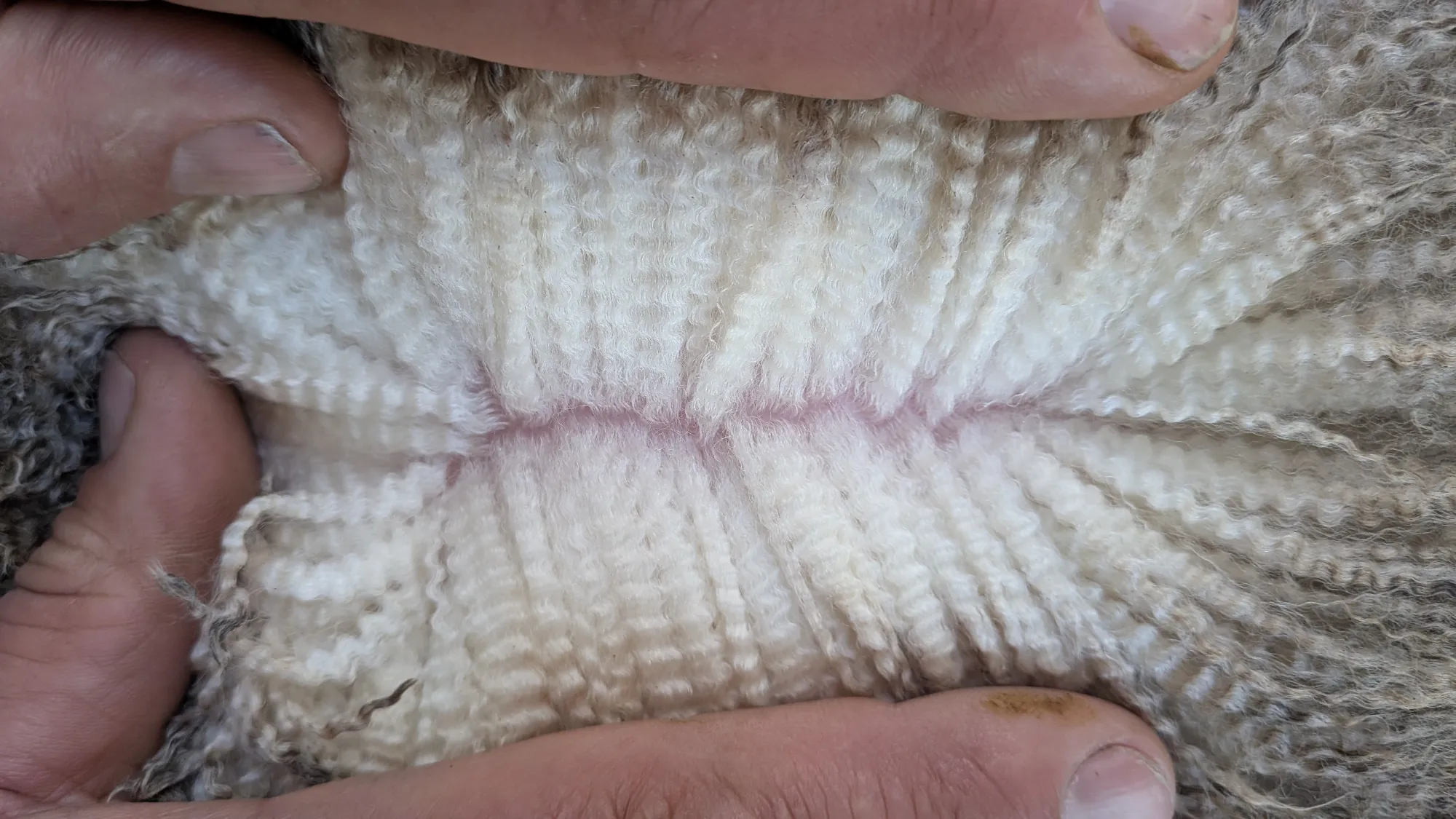 Mumblebone Lot 191, 2026 Ram Sale Merino ram