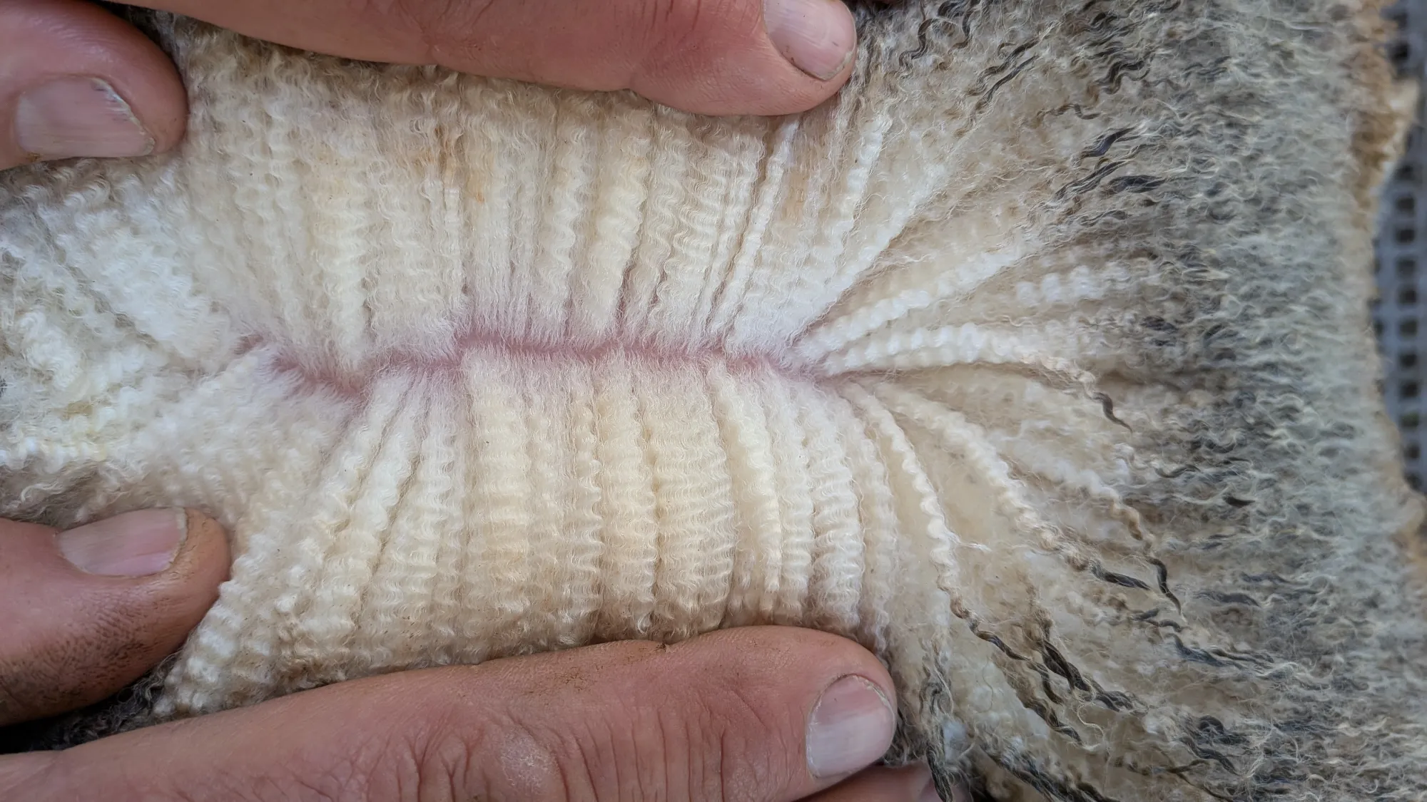 Mumblebone Lot 207, 2026 Ram Sale Merino ram