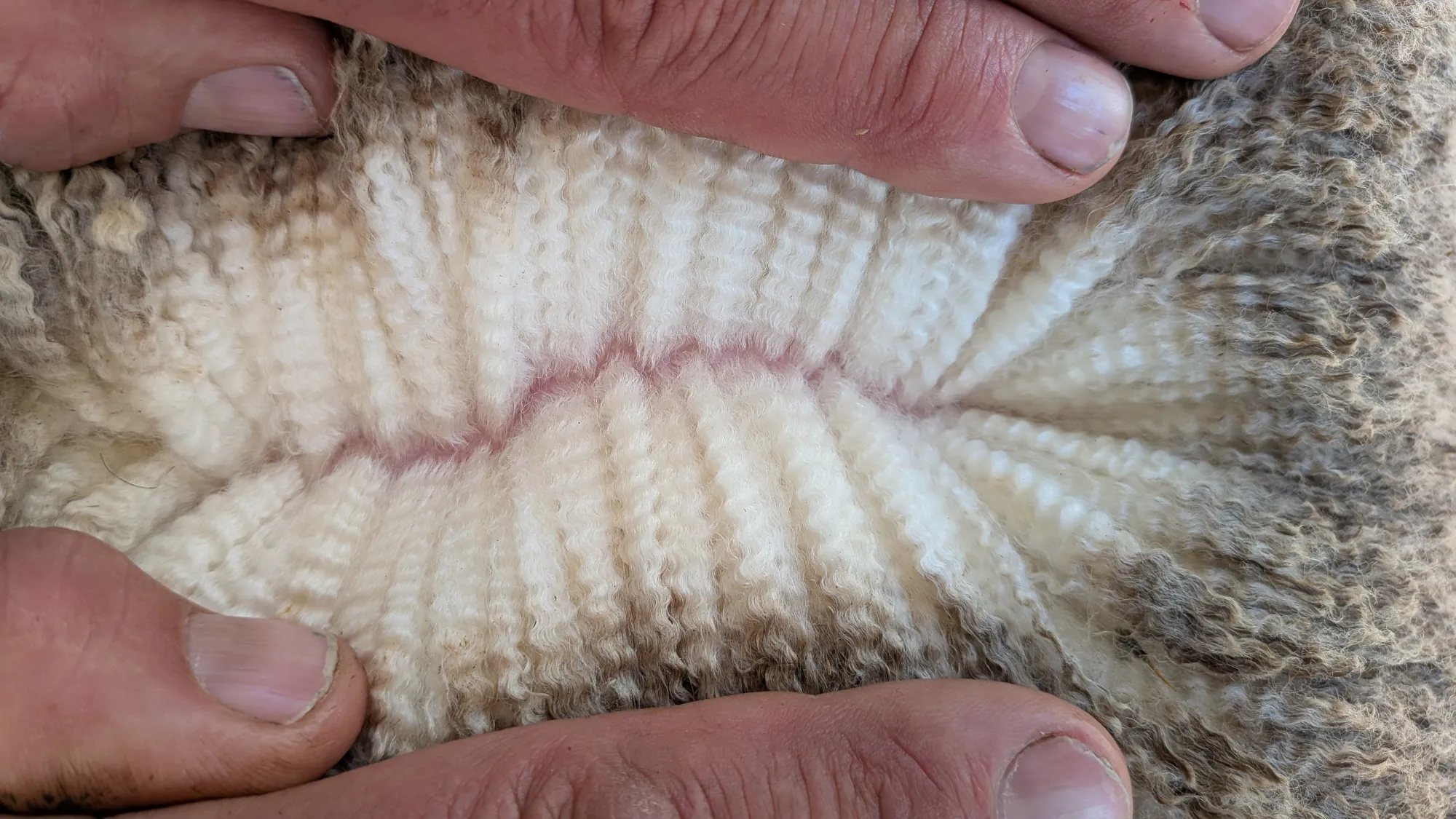 Mumblebone Lot 30, 2026 Ram Sale Merino ram