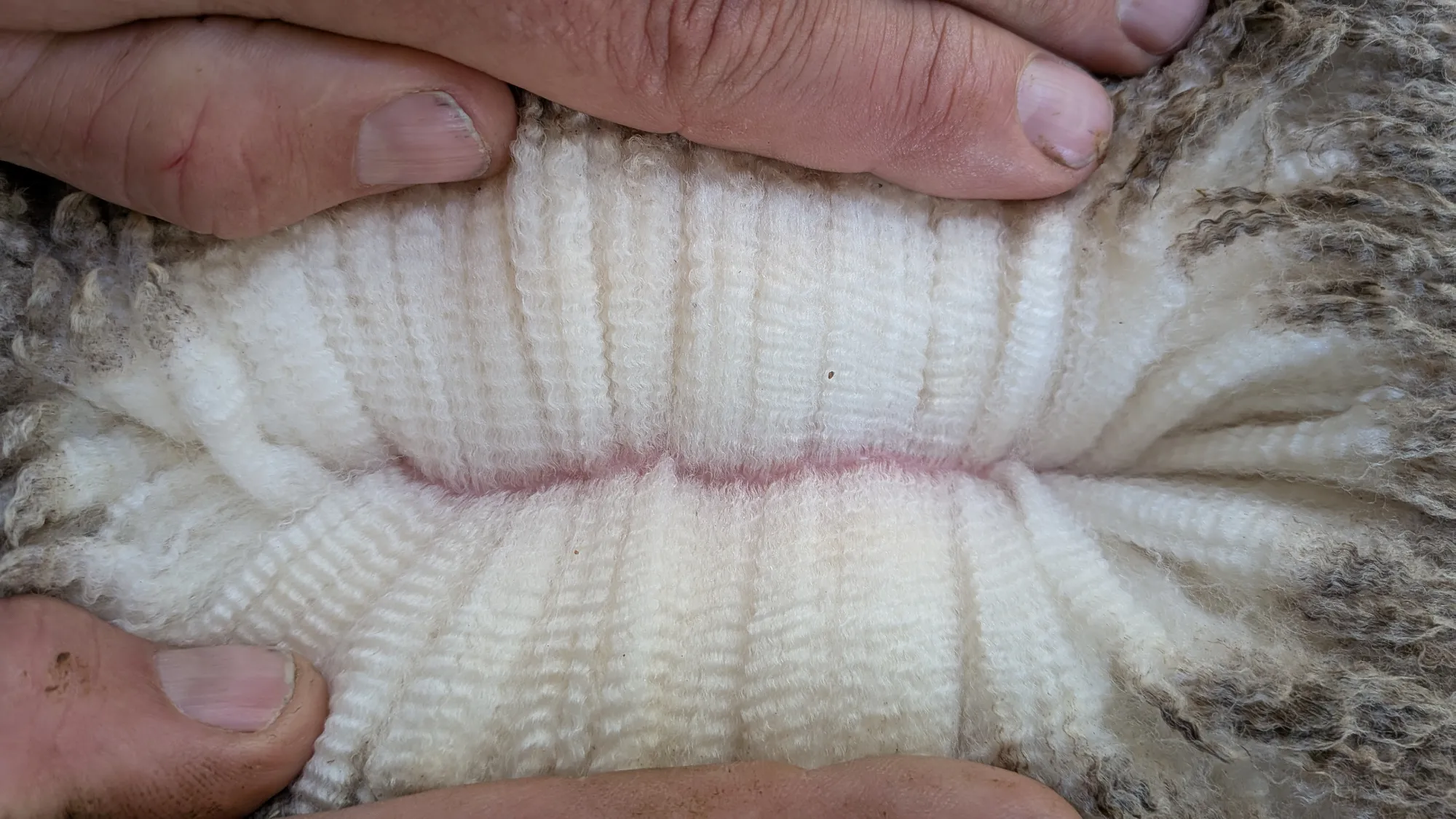 Mumblebone Lot 224, 2026 Ram Sale Merino ram
