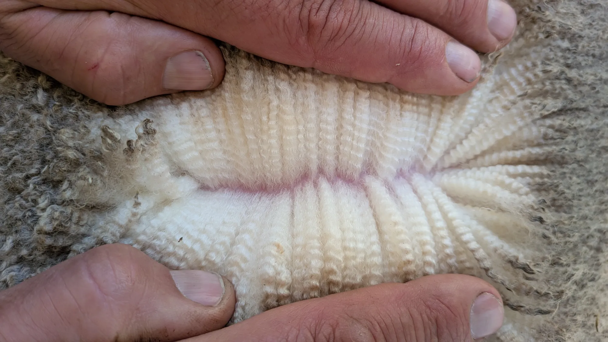 Mumblebone Lot 29, 2026 Ram Sale Merino ram