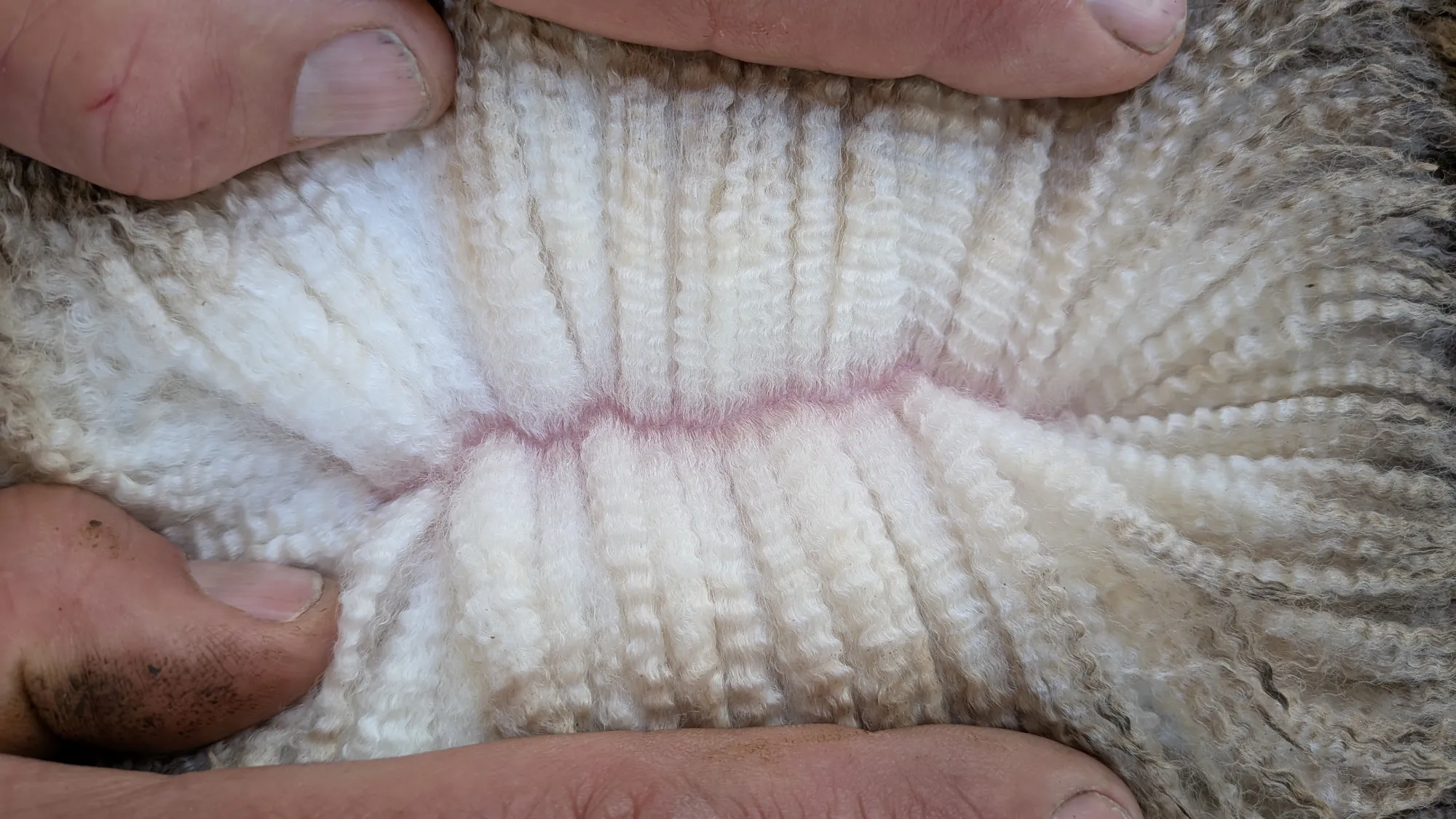 Mumblebone Lot 99, 2026 Ram Sale Merino ram
