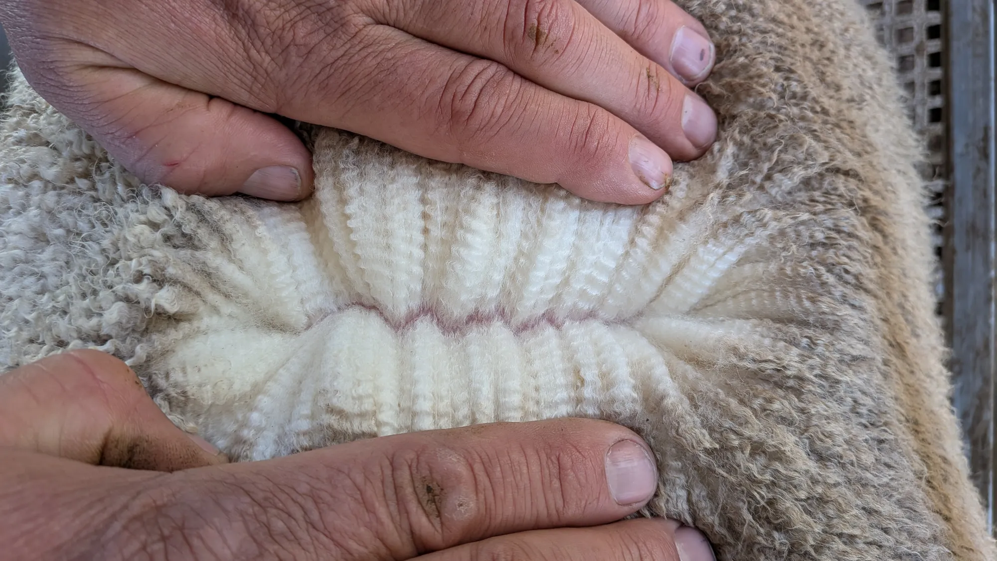 Mumblebone Lot 209, 2026 Ram Sale Merino ram