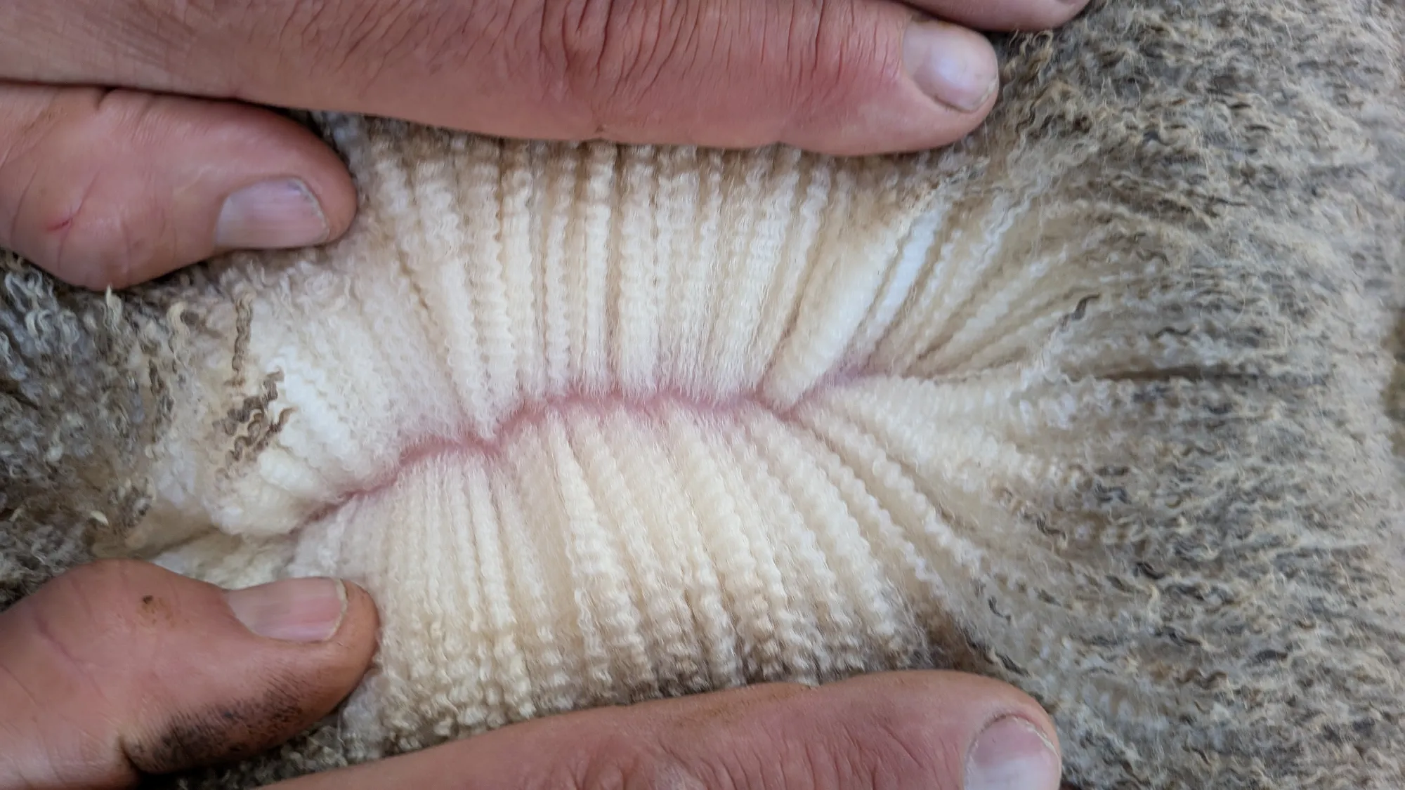 Mumblebone Lot 52, 2026 Ram Sale Merino ram
