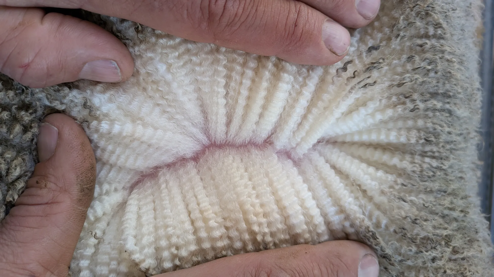 Mumblebone Lot 199, 2026 Ram Sale Merino ram