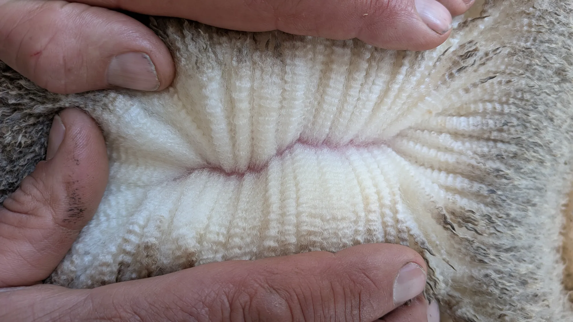 Mumblebone Lot 53, 2026 Ram Sale Merino ram