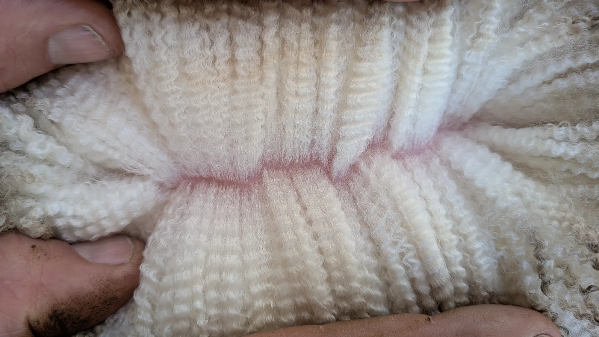 Mumblebone Lot 335, 2026 Ram Sale Merino ram