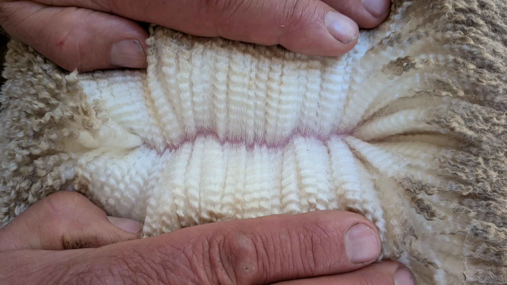 Mumblebone Lot 17, 2026 Ram Sale Merino ram