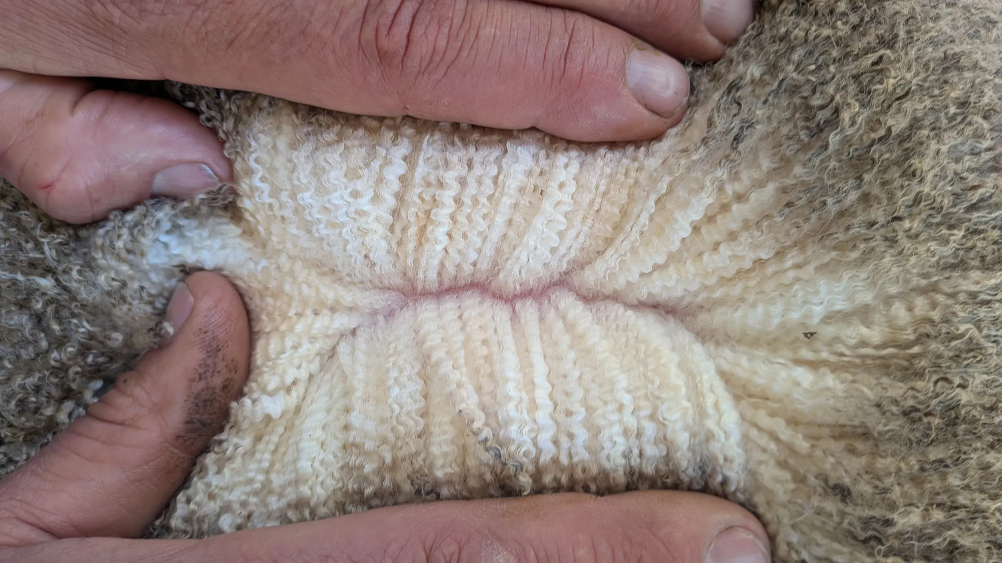 Mumblebone Lot 9, 2026 Ram Sale Merino ram