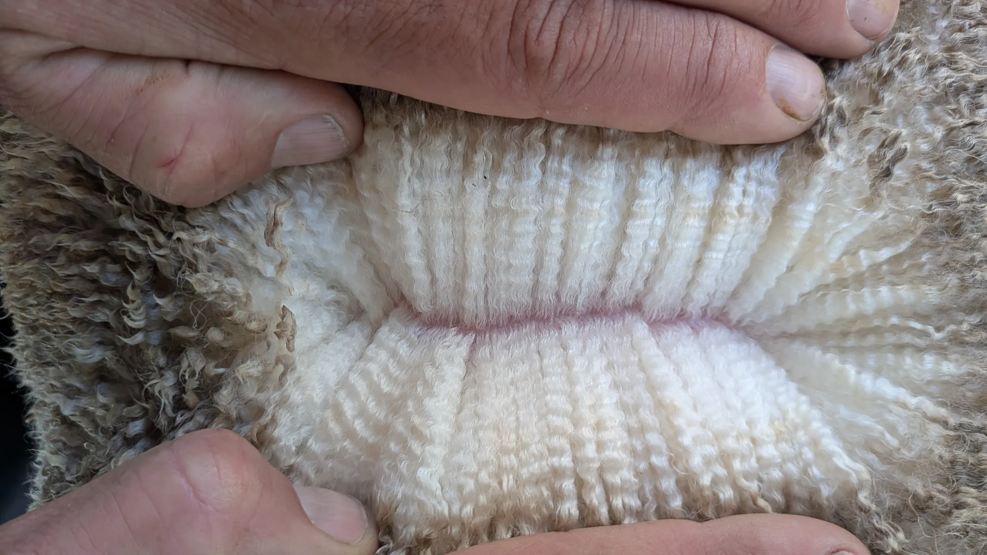 Mumblebone Lot 197, 2026 Ram Sale Merino ram