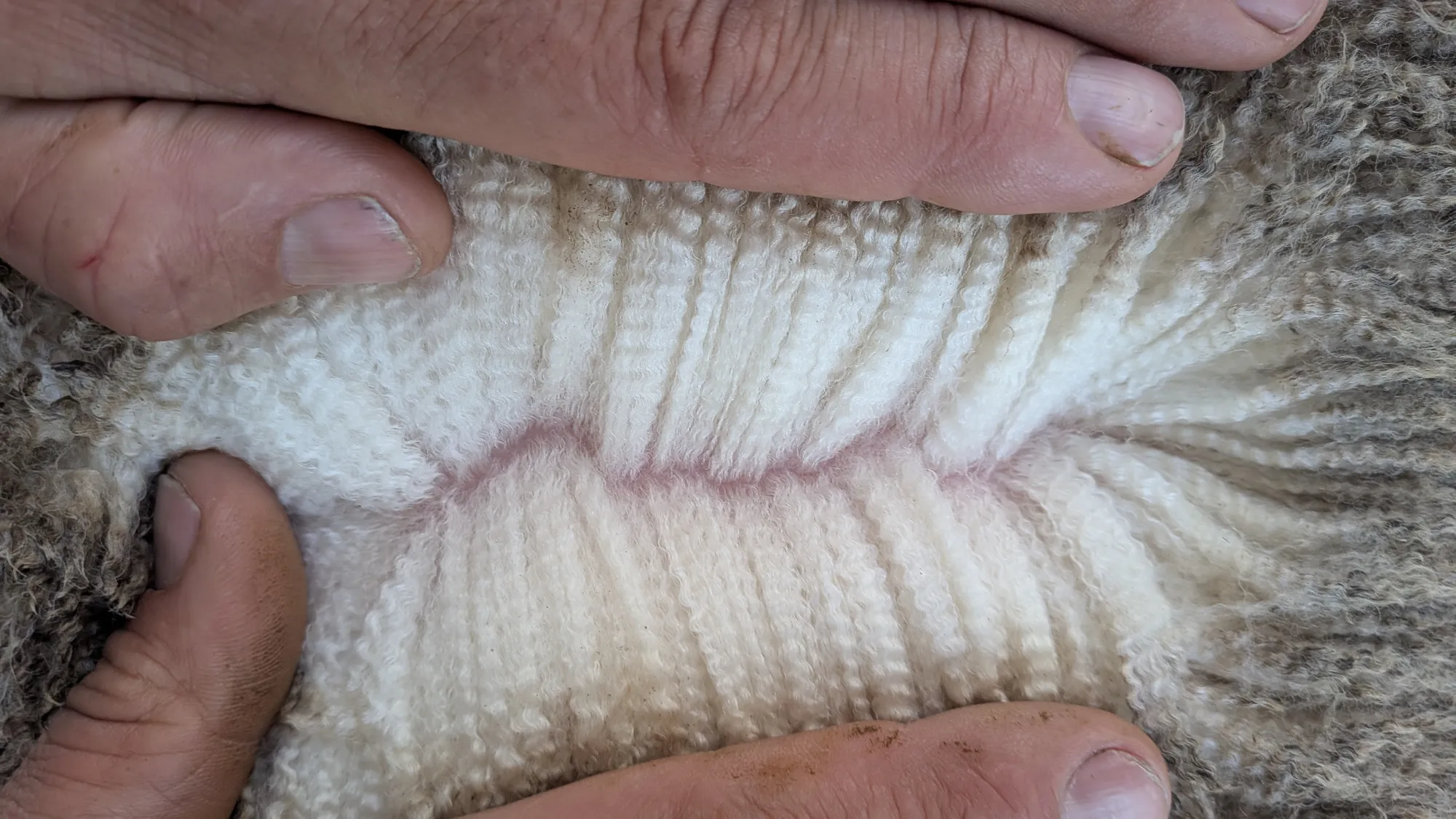 Mumblebone Lot 313, 2026 Ram Sale Merino ram