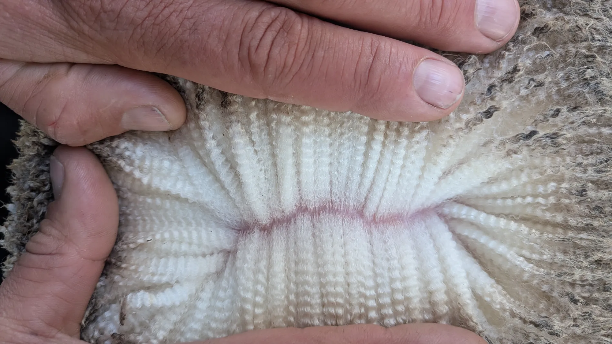 Mumblebone Lot 170, 2026 Ram Sale Merino ram