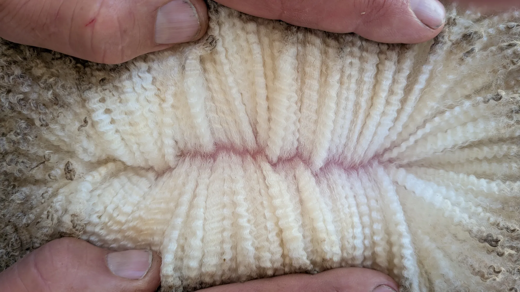 Mumblebone Lot 66, 2026 Ram Sale Merino ram