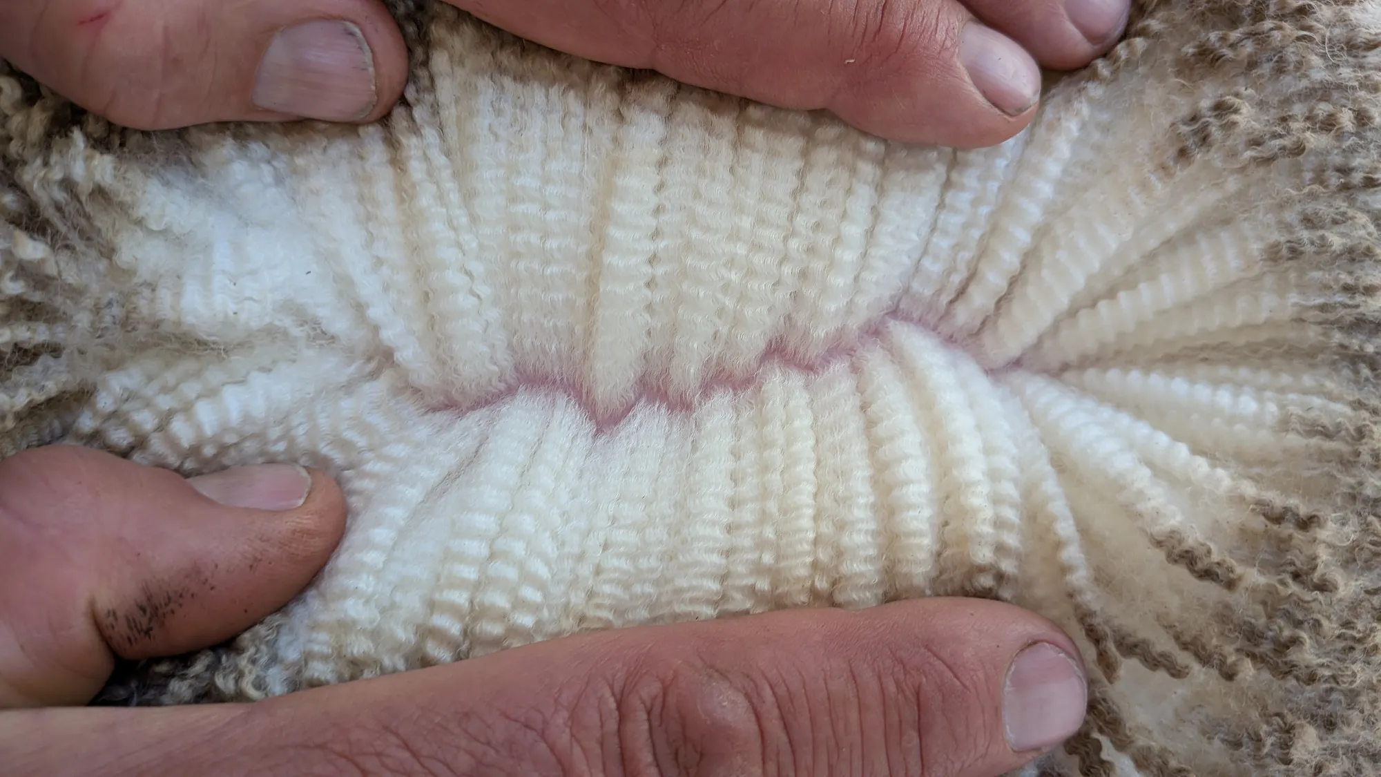 Mumblebone Lot 1, 2026 Ram Sale Merino ram