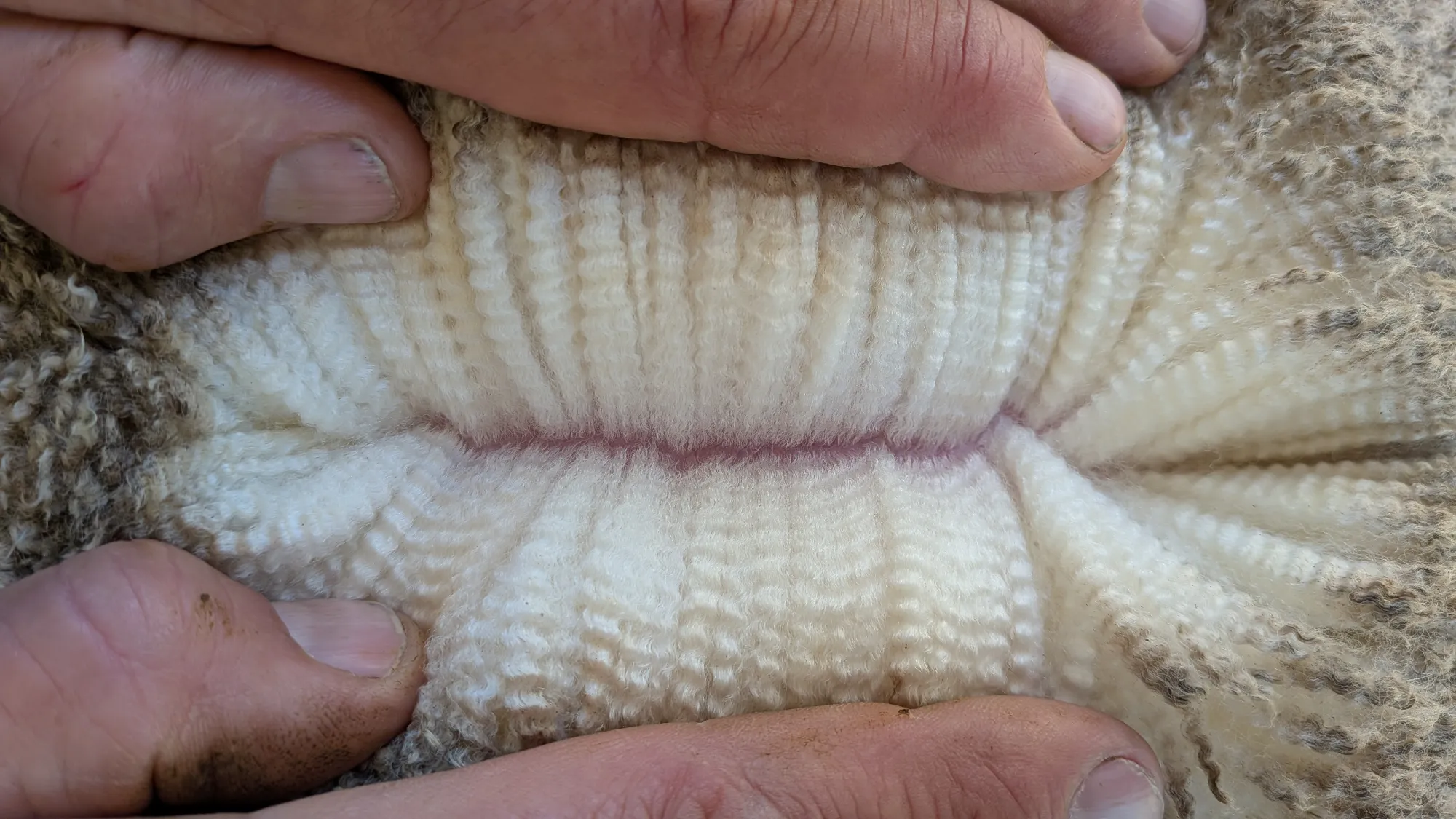 Mumblebone Lot 216, 2026 Ram Sale Merino ram