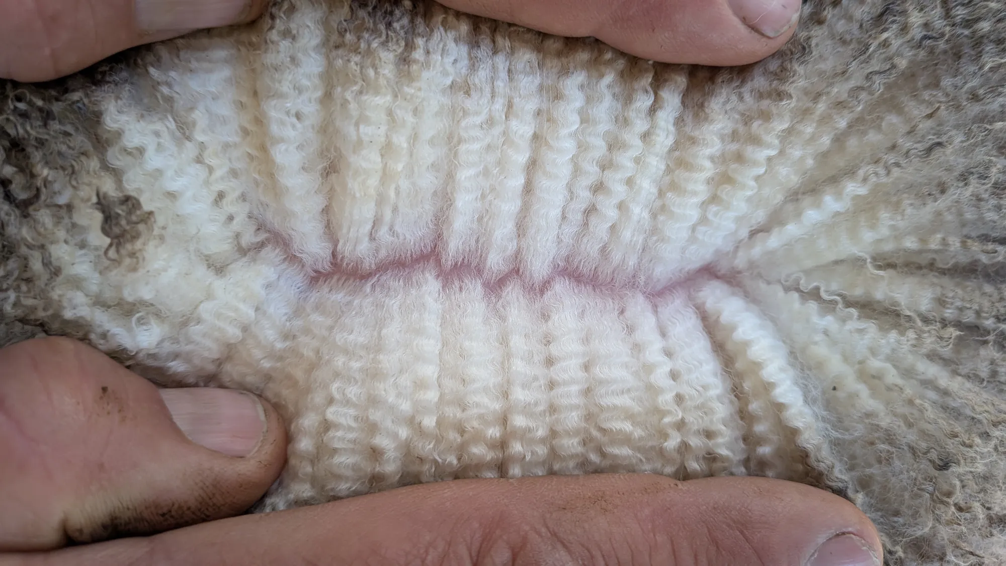 Mumblebone Lot 95, 2026 Ram Sale Merino ram