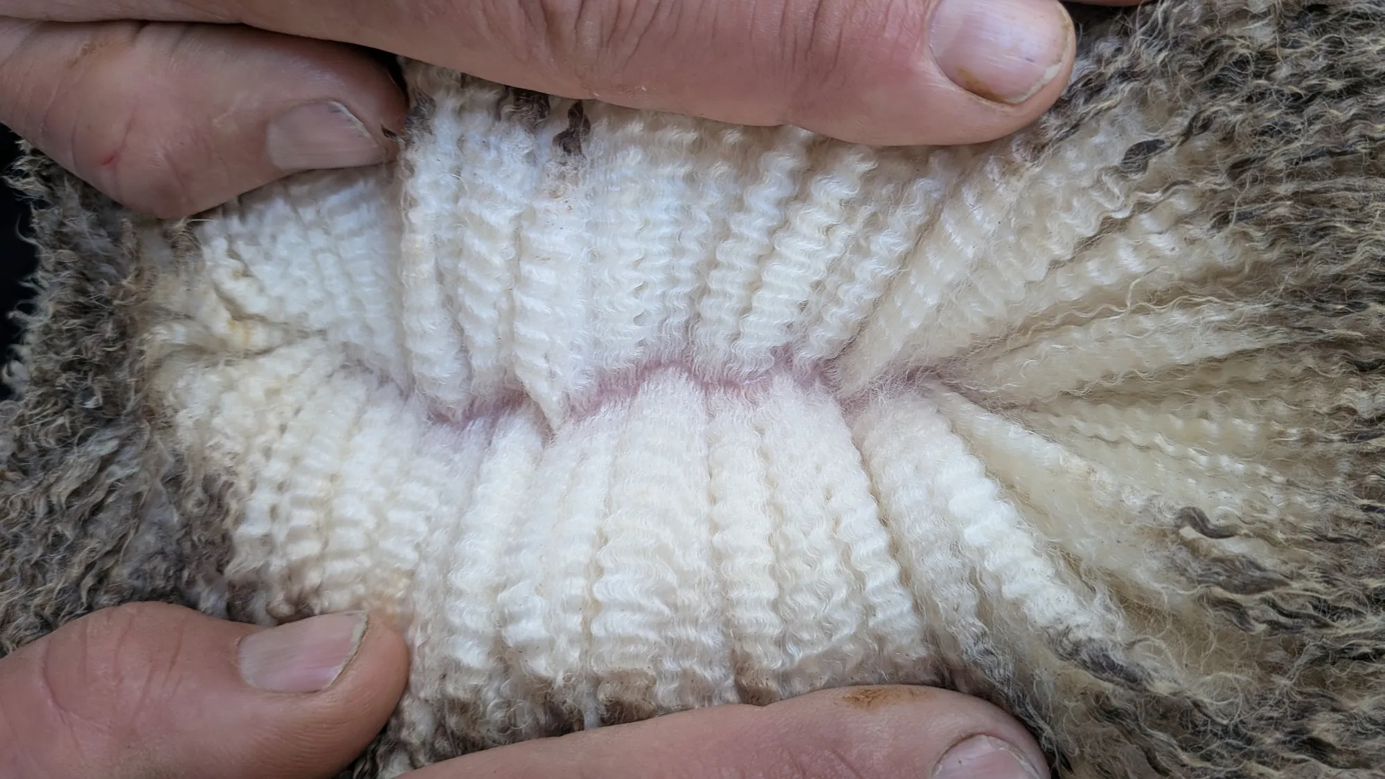 Mumblebone Lot 152, 2026 Ram Sale Merino ram