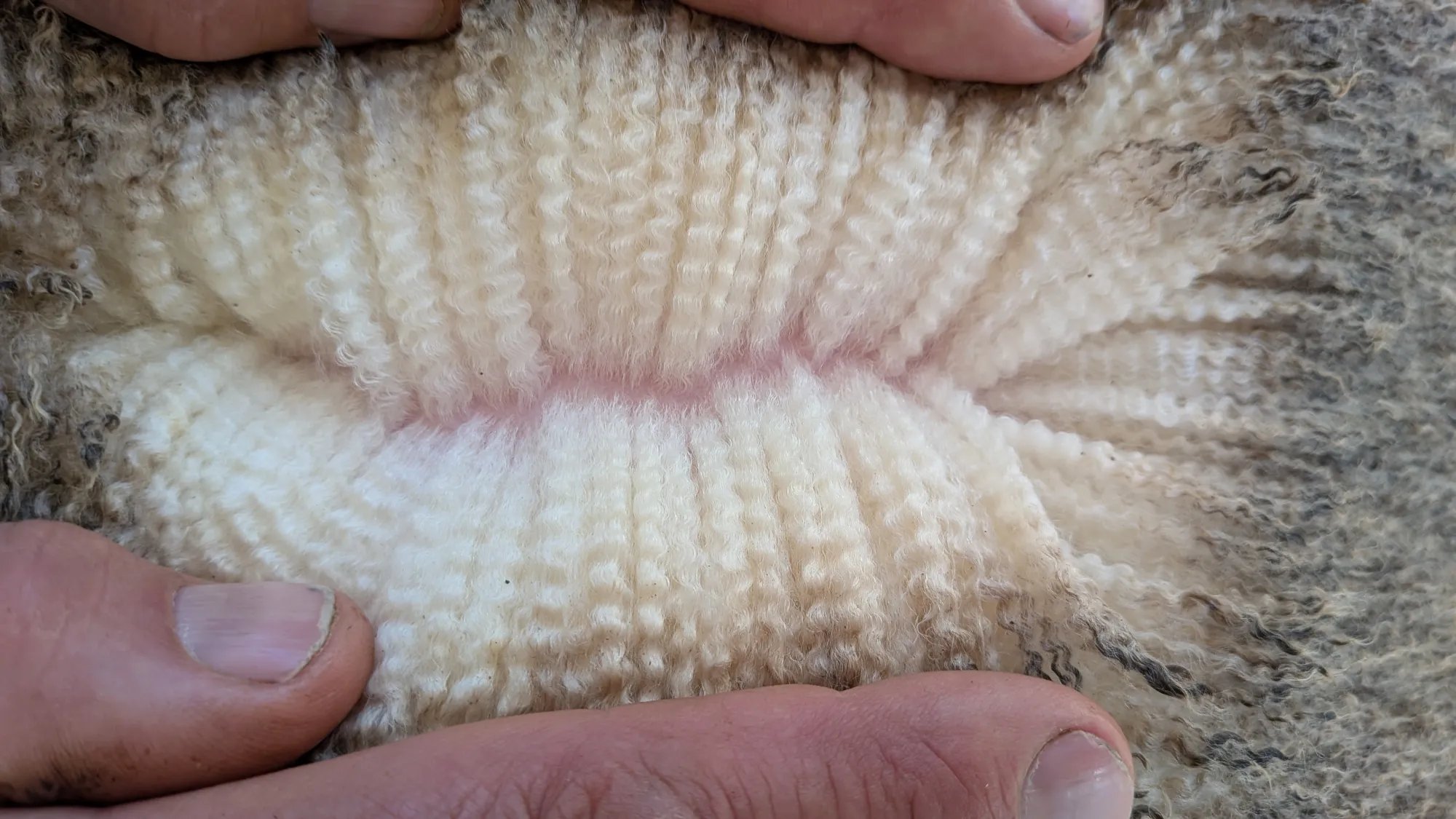 Mumblebone Lot 68, 2026 Ram Sale Merino ram
