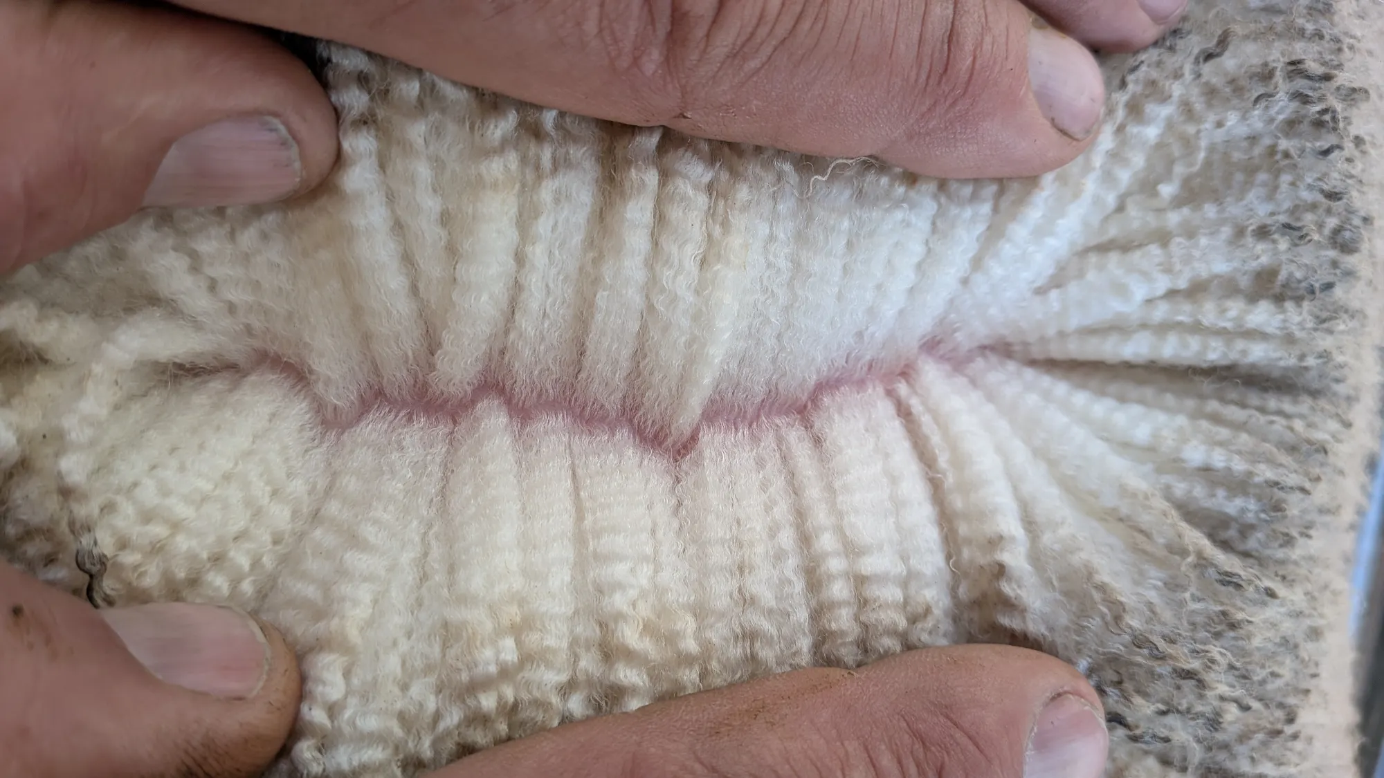 Mumblebone Lot 56, 2026 Ram Sale Merino ram