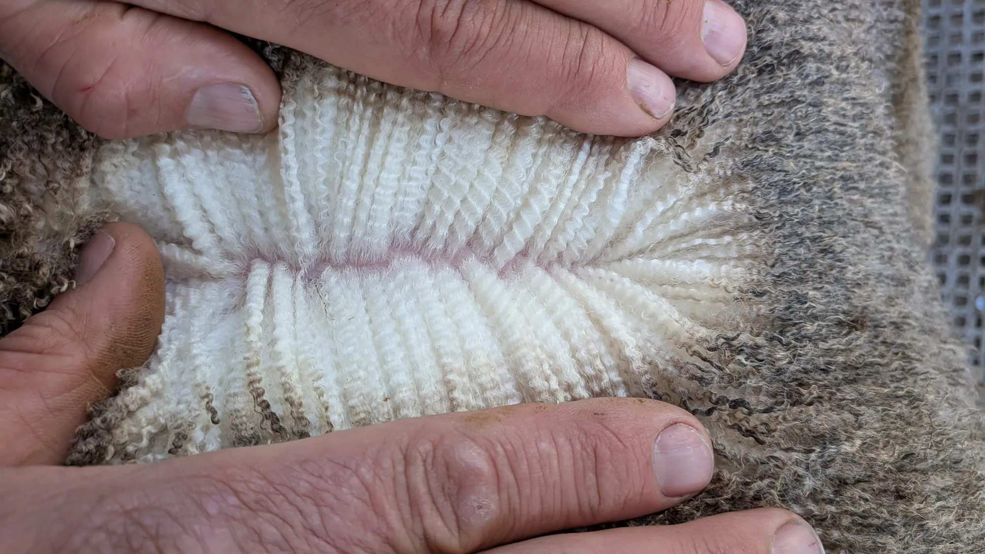 Mumblebone Lot 212, 2026 Ram Sale Merino ram