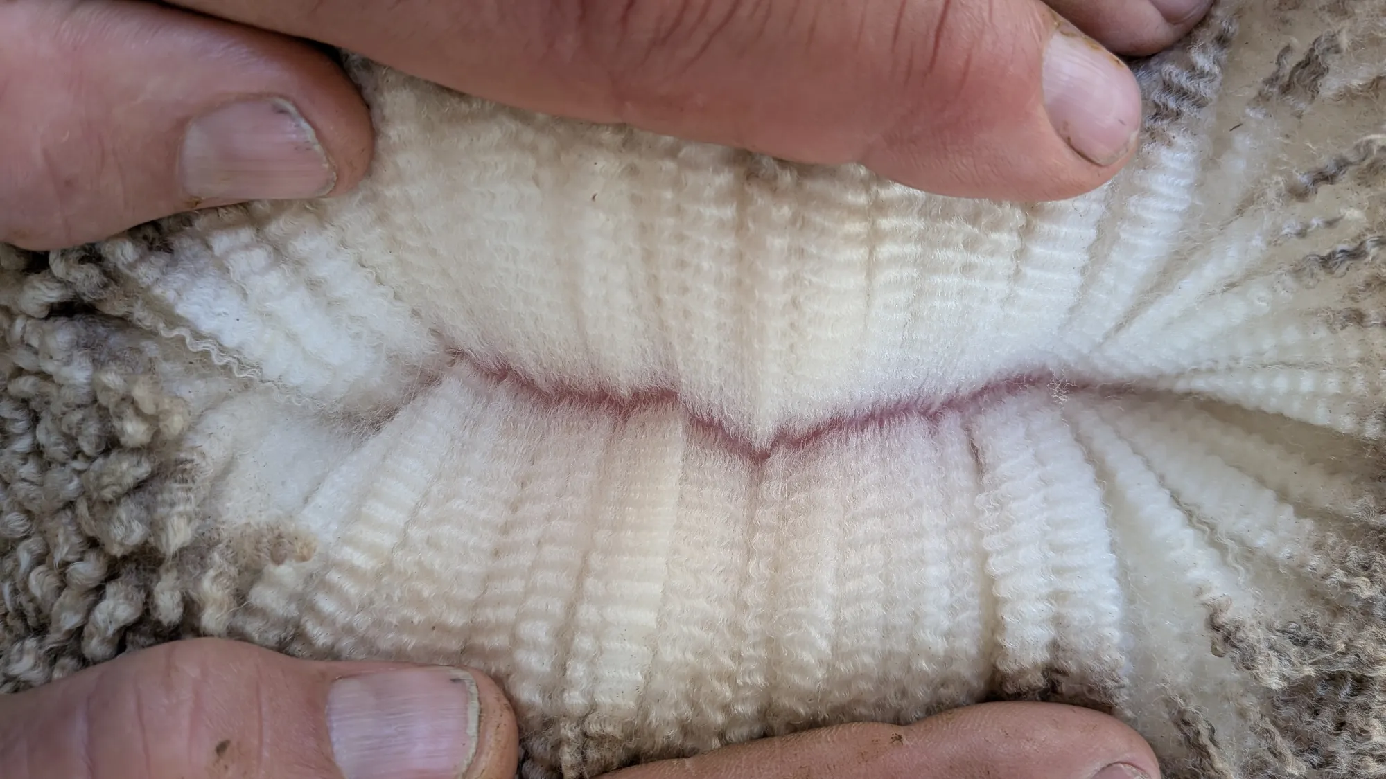 Mumblebone Lot 219, 2026 Ram Sale Merino ram