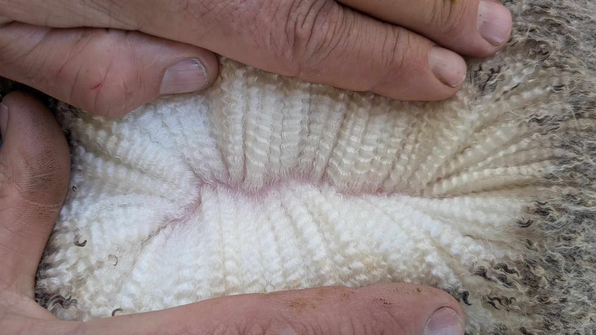 Mumblebone Lot 334, 2026 Ram Sale Merino ram
