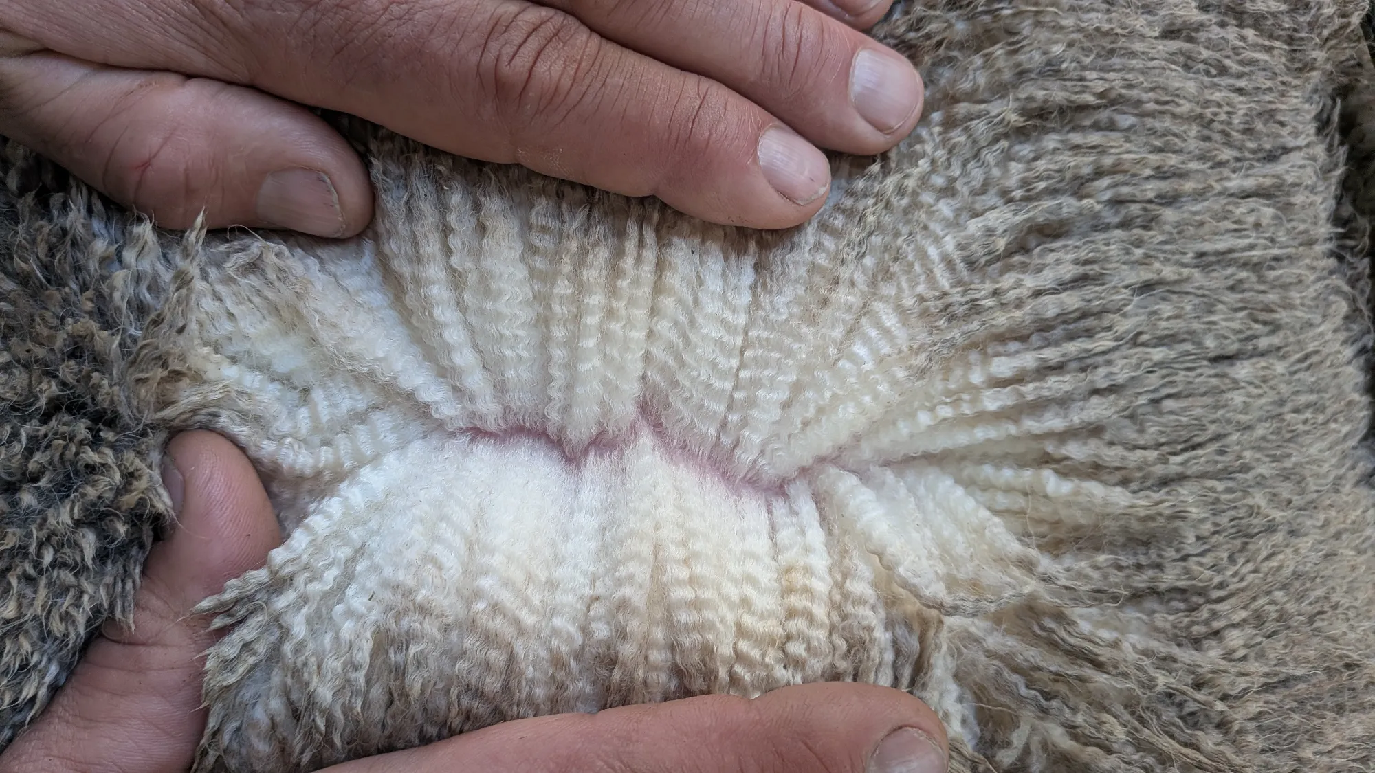 Mumblebone Lot 196, 2026 Ram Sale Merino ram