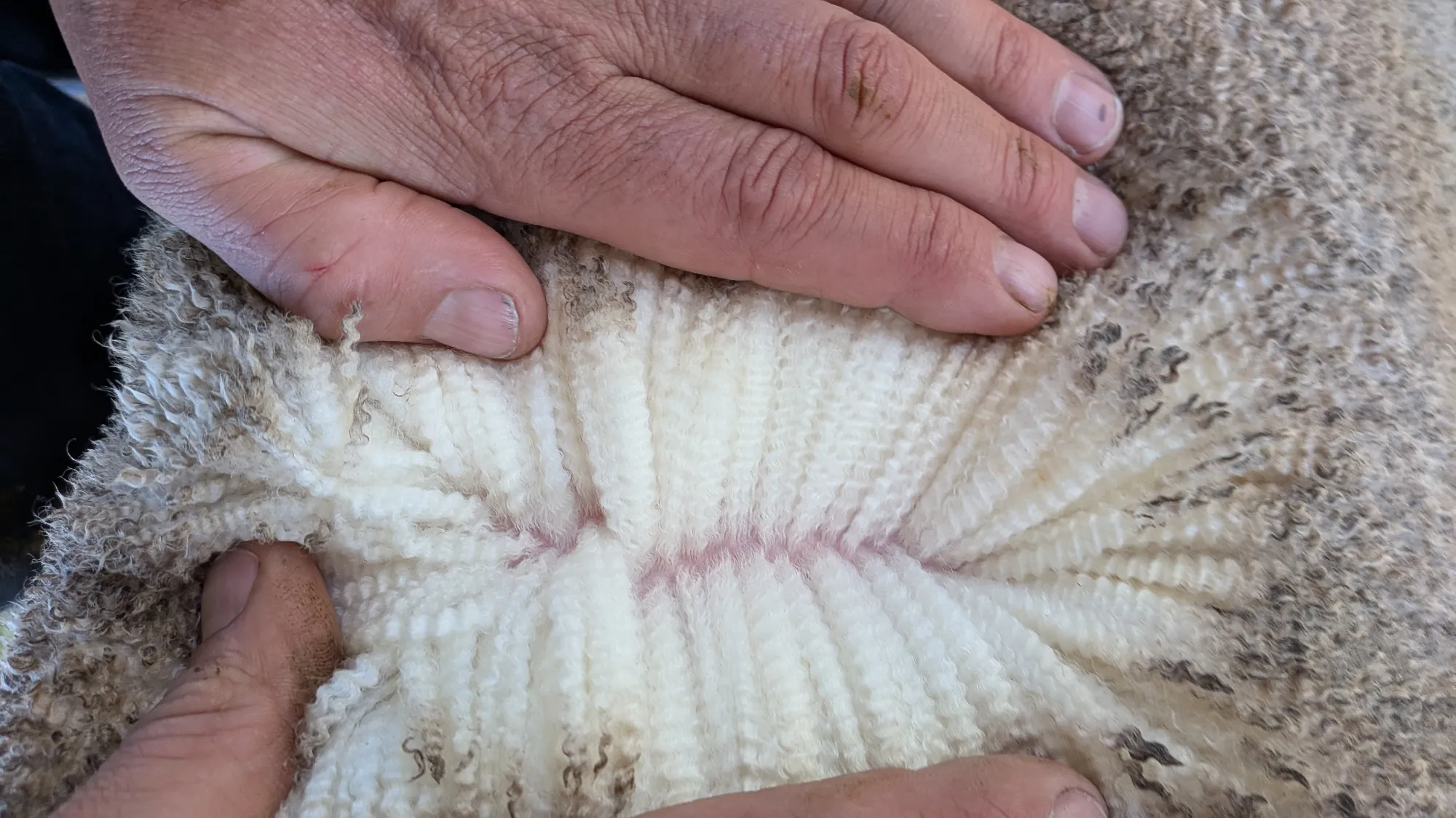 Mumblebone Lot 329, 2026 Ram Sale Merino ram