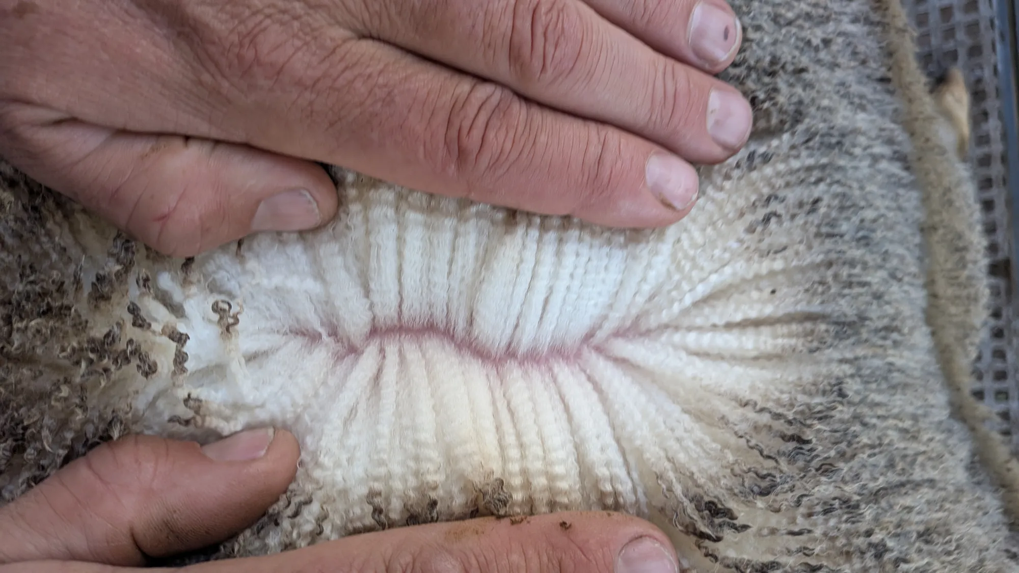 Mumblebone Lot 299, 2026 Ram Sale Merino ram
