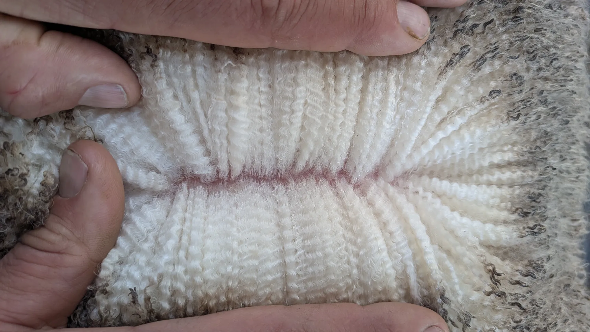 Mumblebone Lot 125, 2026 Ram Sale Merino ram