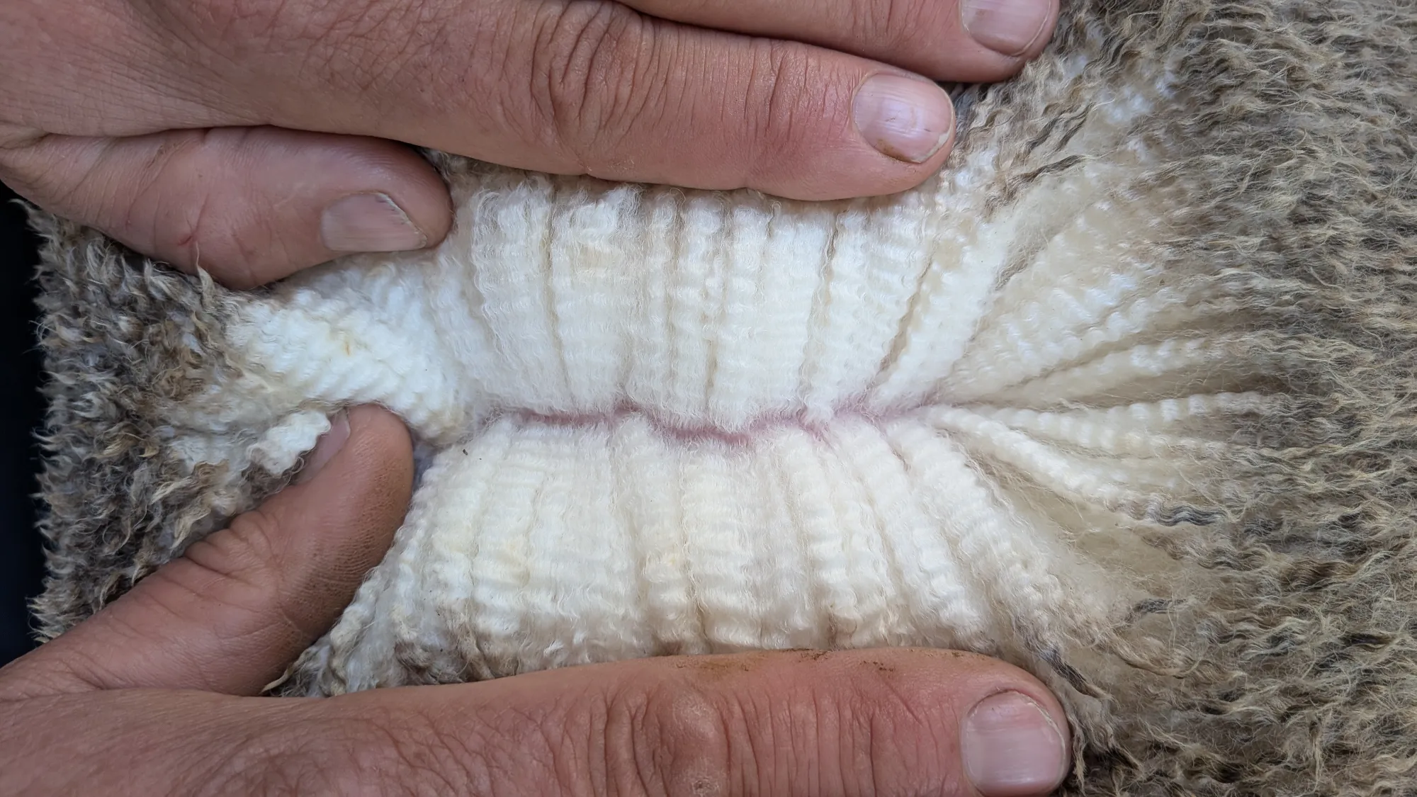 Mumblebone Lot 206, 2026 Ram Sale Merino ram